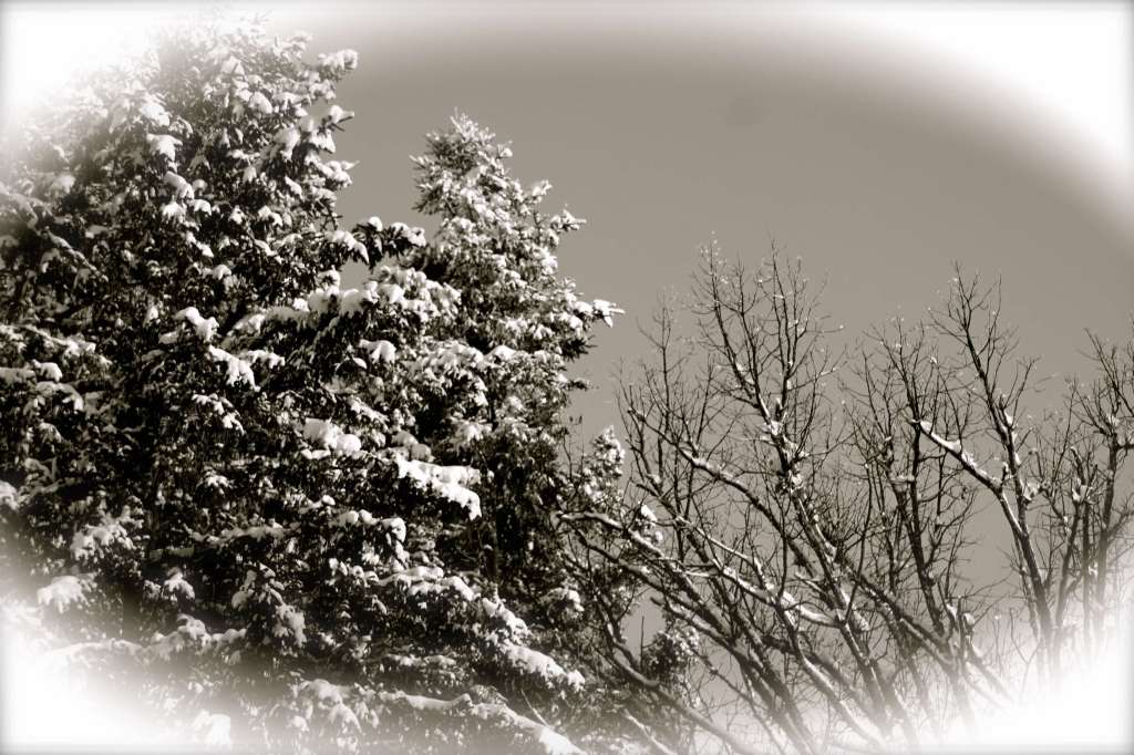 7 Steps to Planning and Prepping Your Garden BEFORE the Snow is Even&nbsp;Gone!