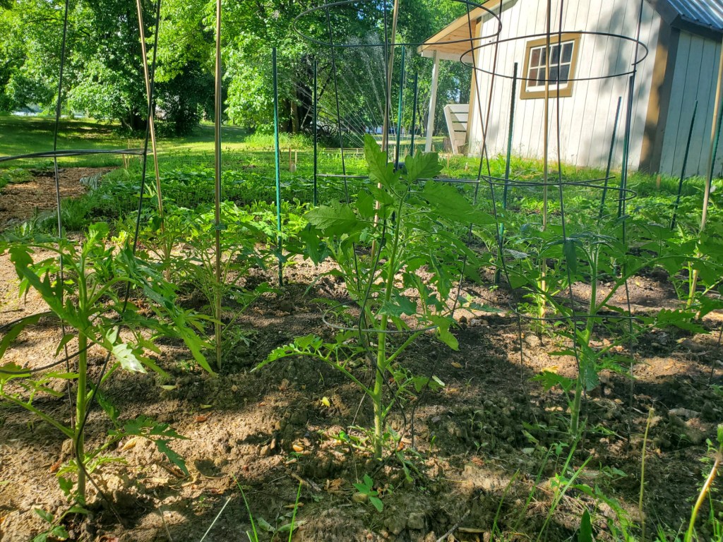 Pioneer Cabin Vegetable Garden&nbsp;Layout