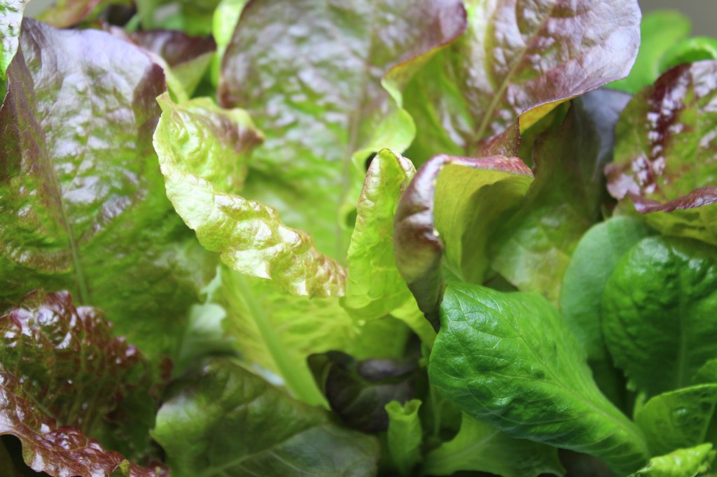 Easy Hydroponic Gardening