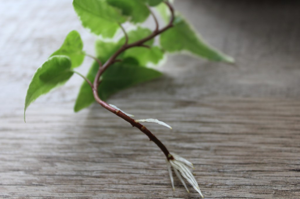 Propagating Ivy From&nbsp;Cuttings