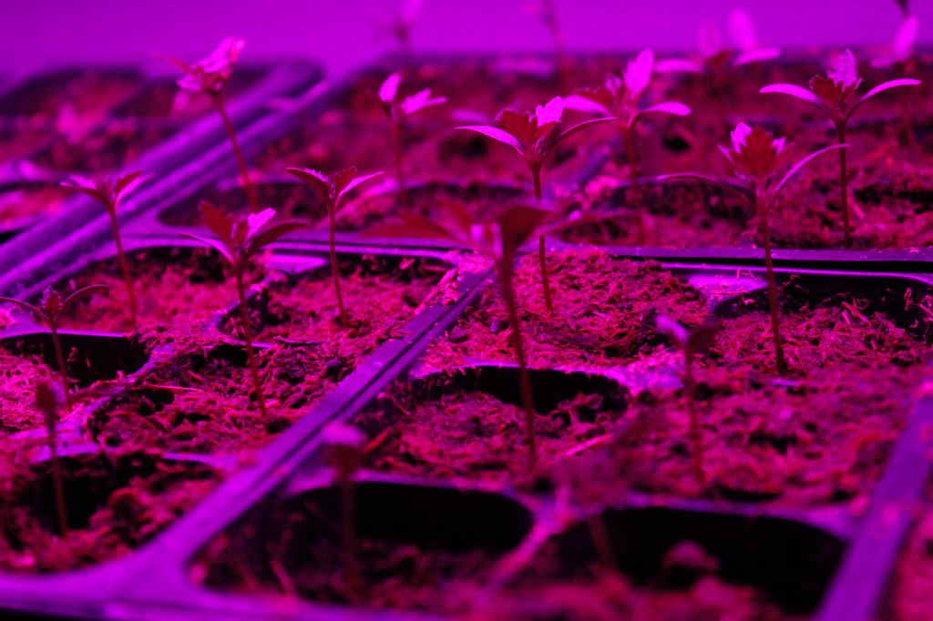 LED Grow Light Setup for Seed&nbsp;Starting