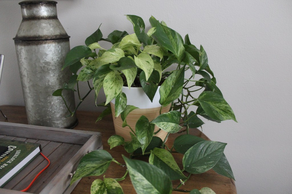 Propagating Pothos From&nbsp;Cuttings