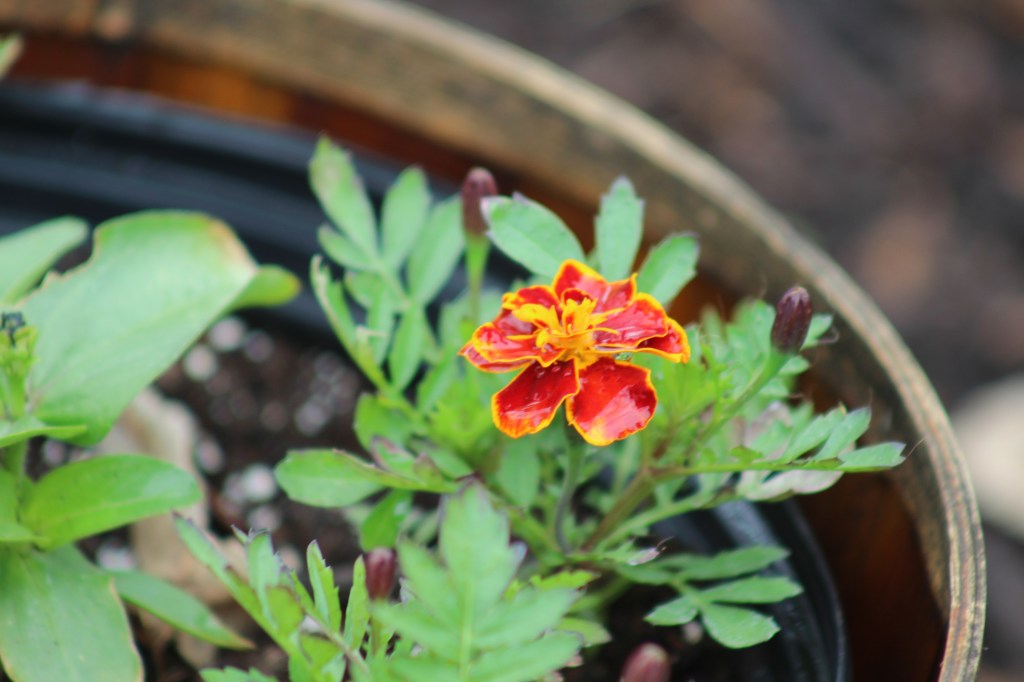 Flower Pot Planting&nbsp;Designs