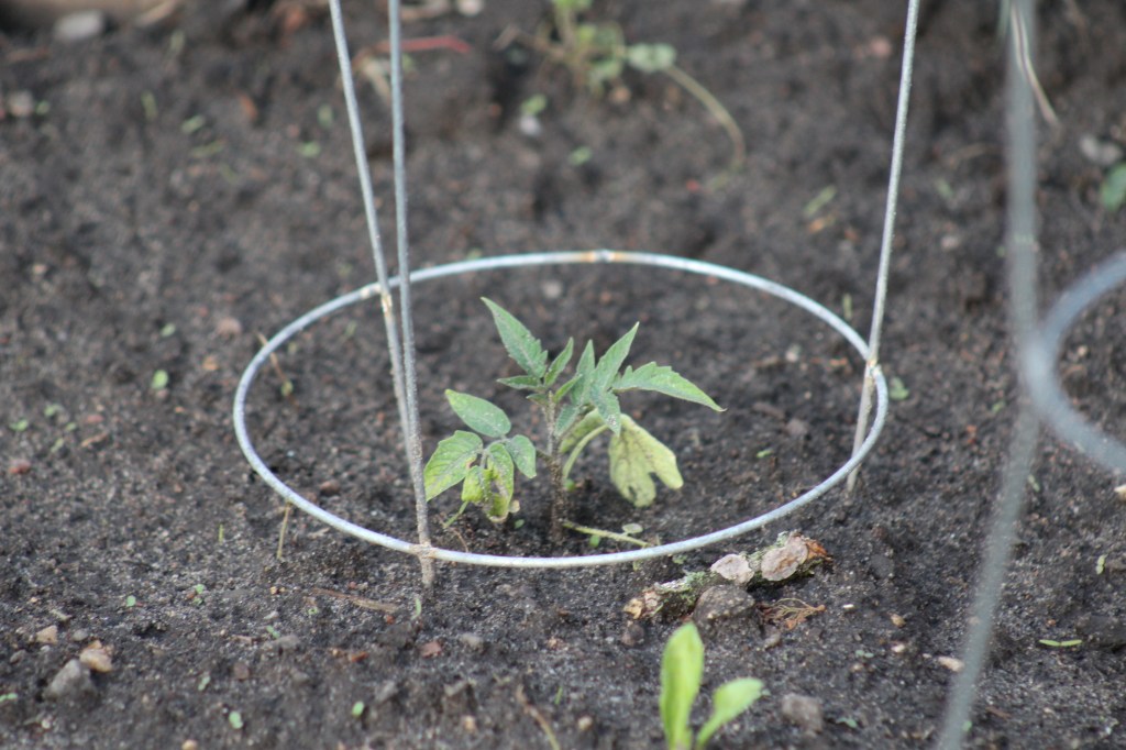 Planting Tomato Seedlings