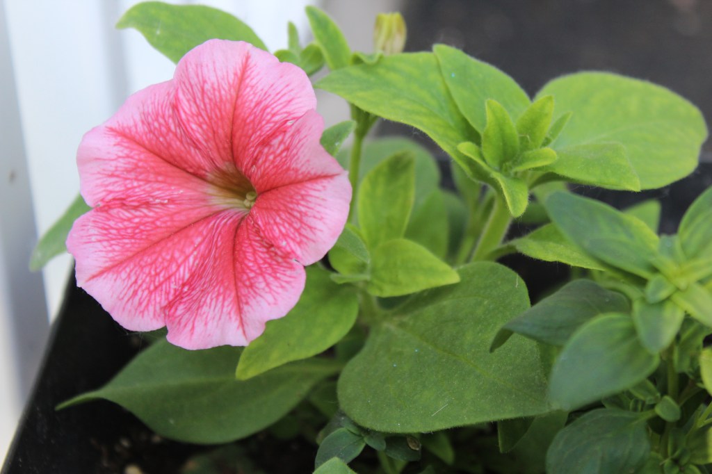 Petunias