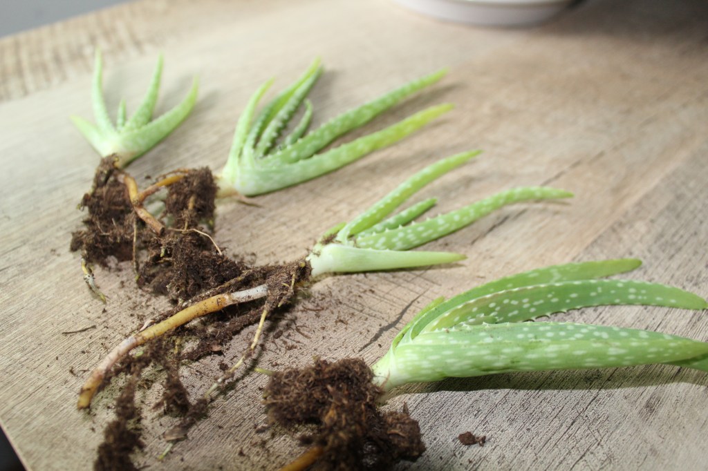 Propagating Aloe Plants
