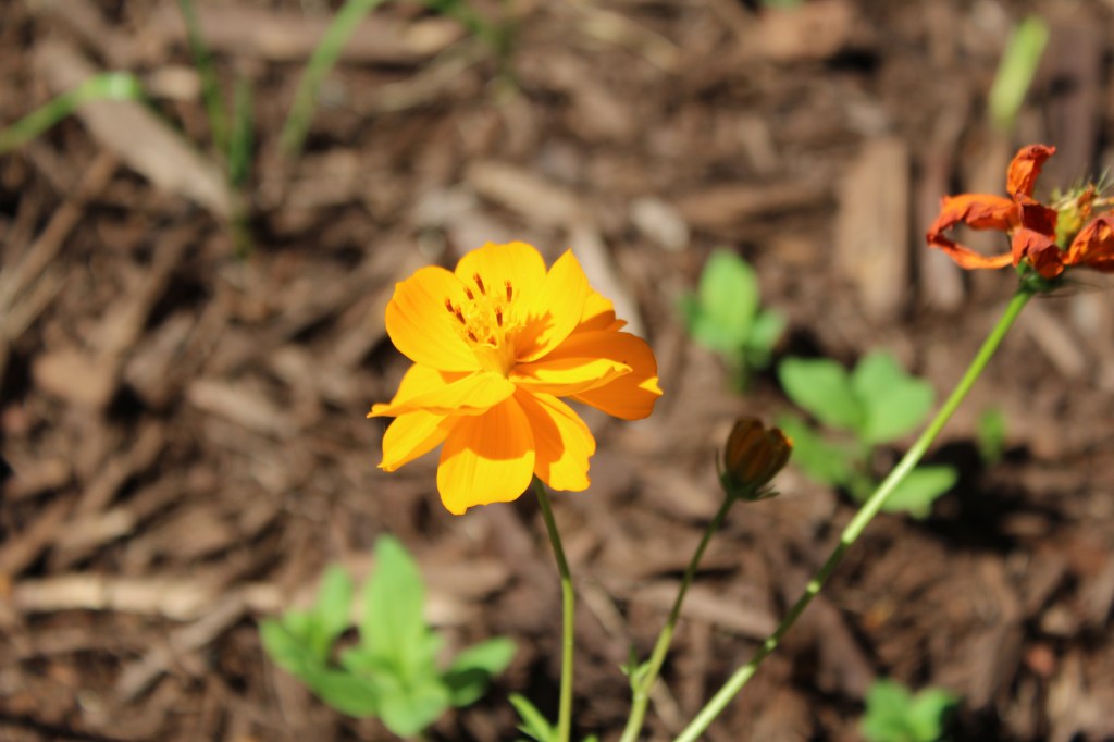 Cut Flower Garden Seed Starting&nbsp;Schedule