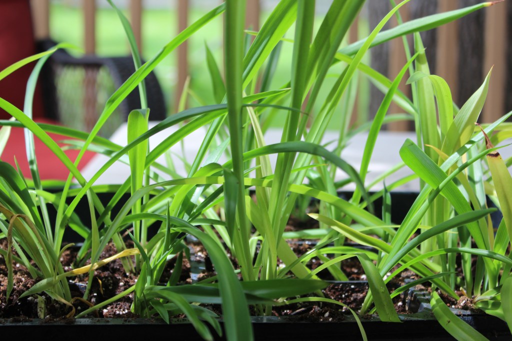 How To Propagate Spider&nbsp;Plants