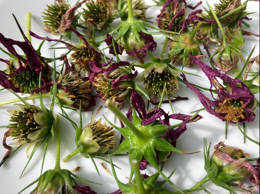 Collecting and Saving Cosmo&nbsp;Seeds