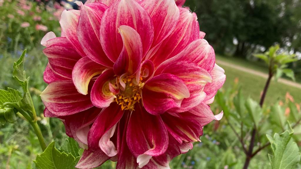 Dahlia Breeding Record Template