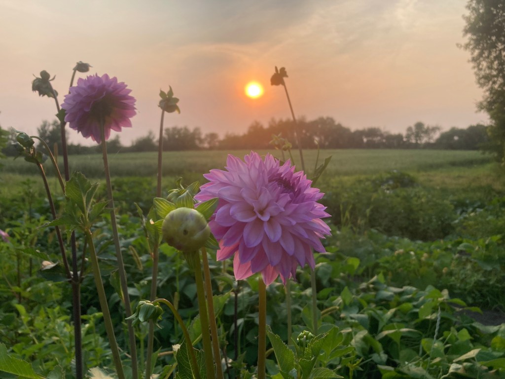 Beginner’s Guide to the Basics of Dahlia&nbsp;Breeding